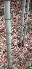 henon bamboo stalks