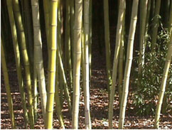 madake bamboo stalks