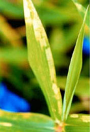 mite injury on bamboo leaf