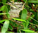 paper wasp nest in bamboo