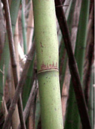 red margin bamboo stalks