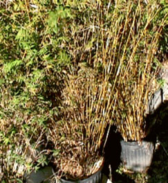 tiny fern bamboo in pots
