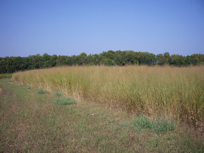 switchgrass