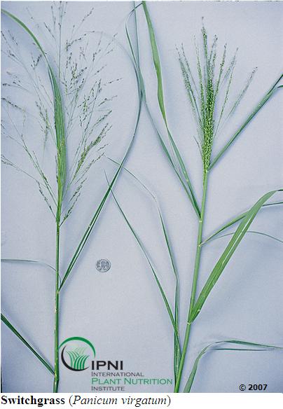 switchgrass seed head