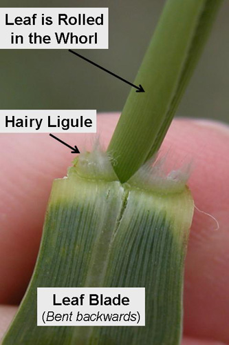 Collar region of a switchgrass leaf - blade and ligule