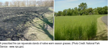 Recently-burned field and field with grass stand. A prescribed fire can rejuvenate stands of native warm season grasses (Photo Credit: National Park Service - www.nps.gov)