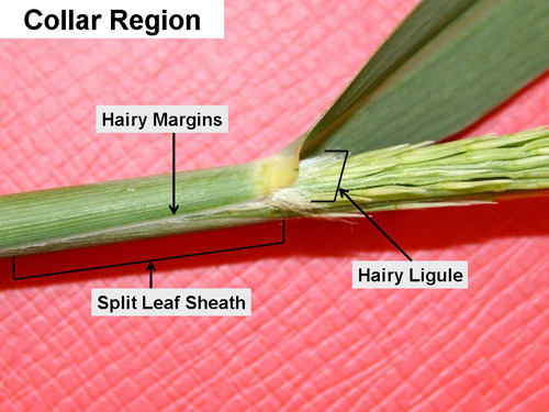 Collar region of a switchgrass leaf - sheath and ligule