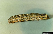 variegated cutworm