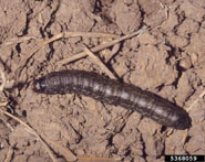 black cutworm