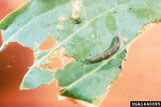 leaf damaged by slugs eating it