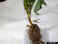 black root rot on pansy