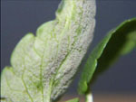 downy mildew on pansy