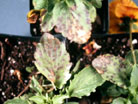 Cercospora leafspot