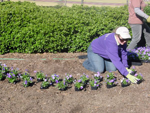 arranging pansies in their pots before planting