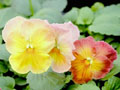 antique shades series yellow to red colored pansies