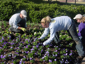 planting pansies