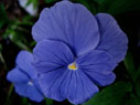 crystal bowl series blue-violet colored pansy