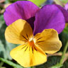 jolly joker pansy with some yellow and some purple petals