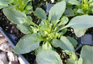 pansy leaves with boron deficiency