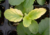 pansy leaves yellowed from iron deficiency