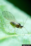 green peach aphid