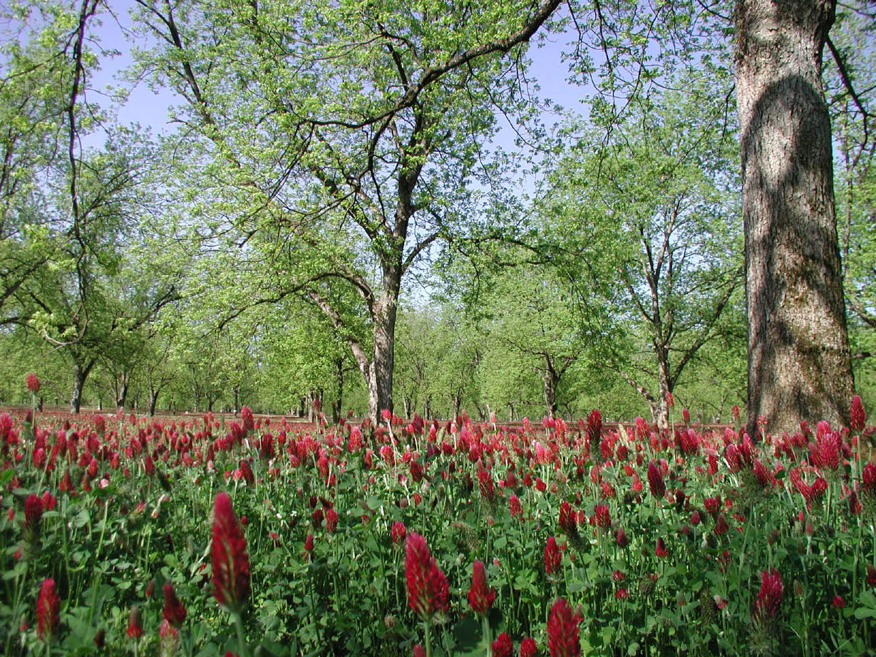 Crimson clover stand in pecan orchard