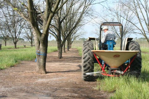 Tractor applying fertilizer in pecan orchard