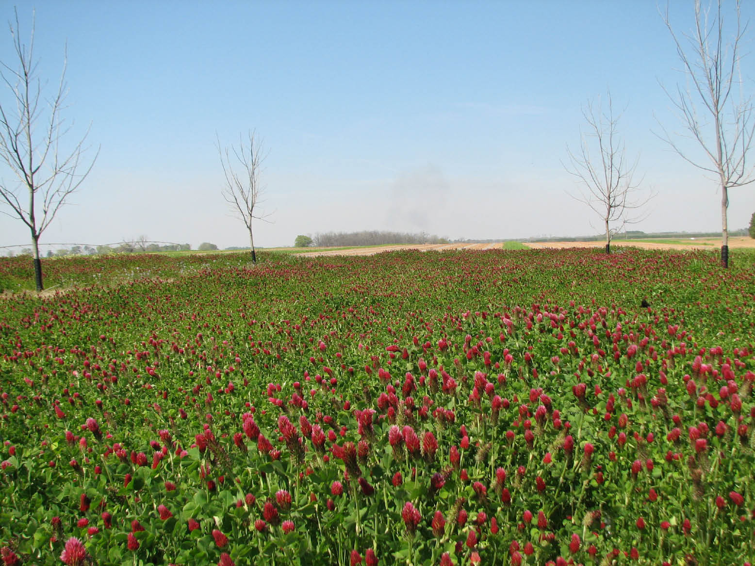 Crimson clover stand