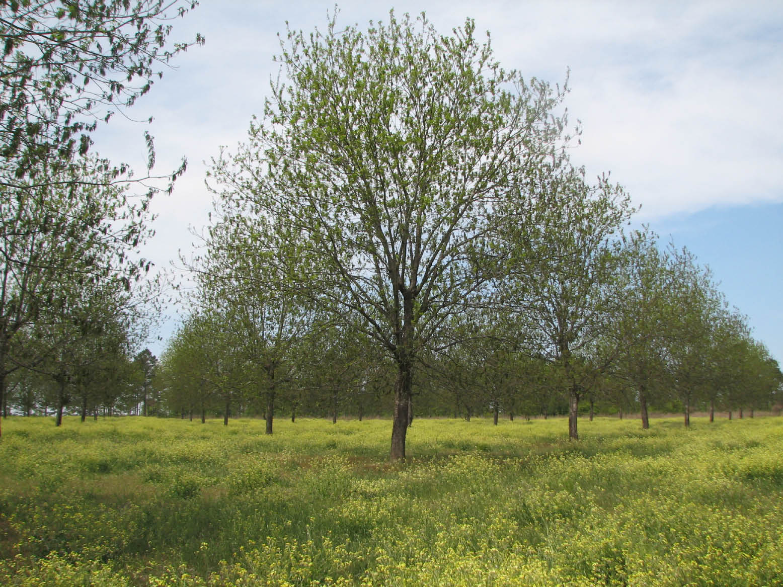 Wild radish stand in pecan orchard