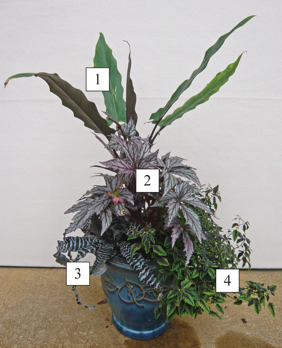 Planter with plants of various heights and shapes
