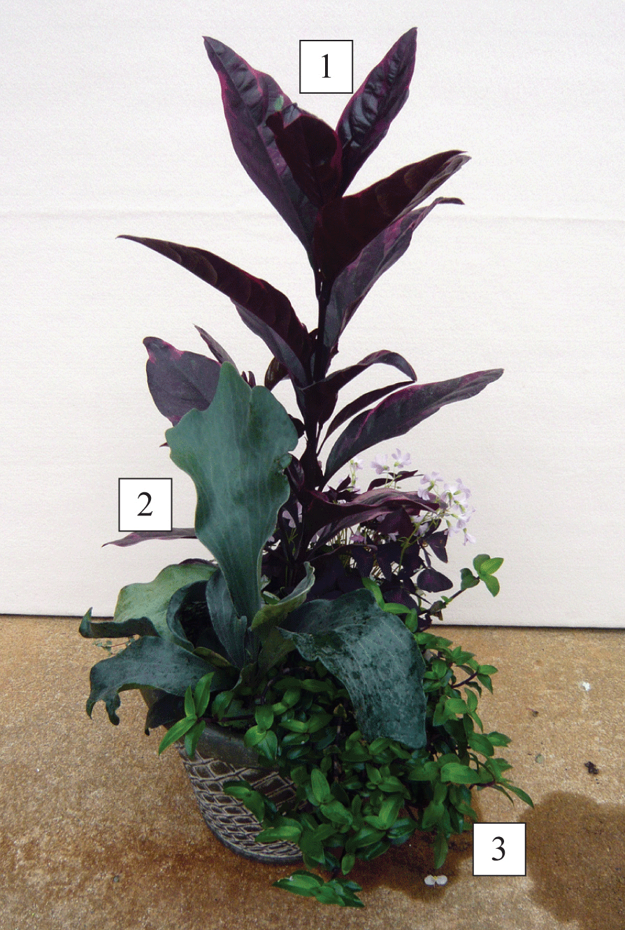 sun/shade container with plants labeled 1-3, corresponding to Pseudoranthemum atropurpureum, Staghorn fern, and Purple-leaf tradescantia