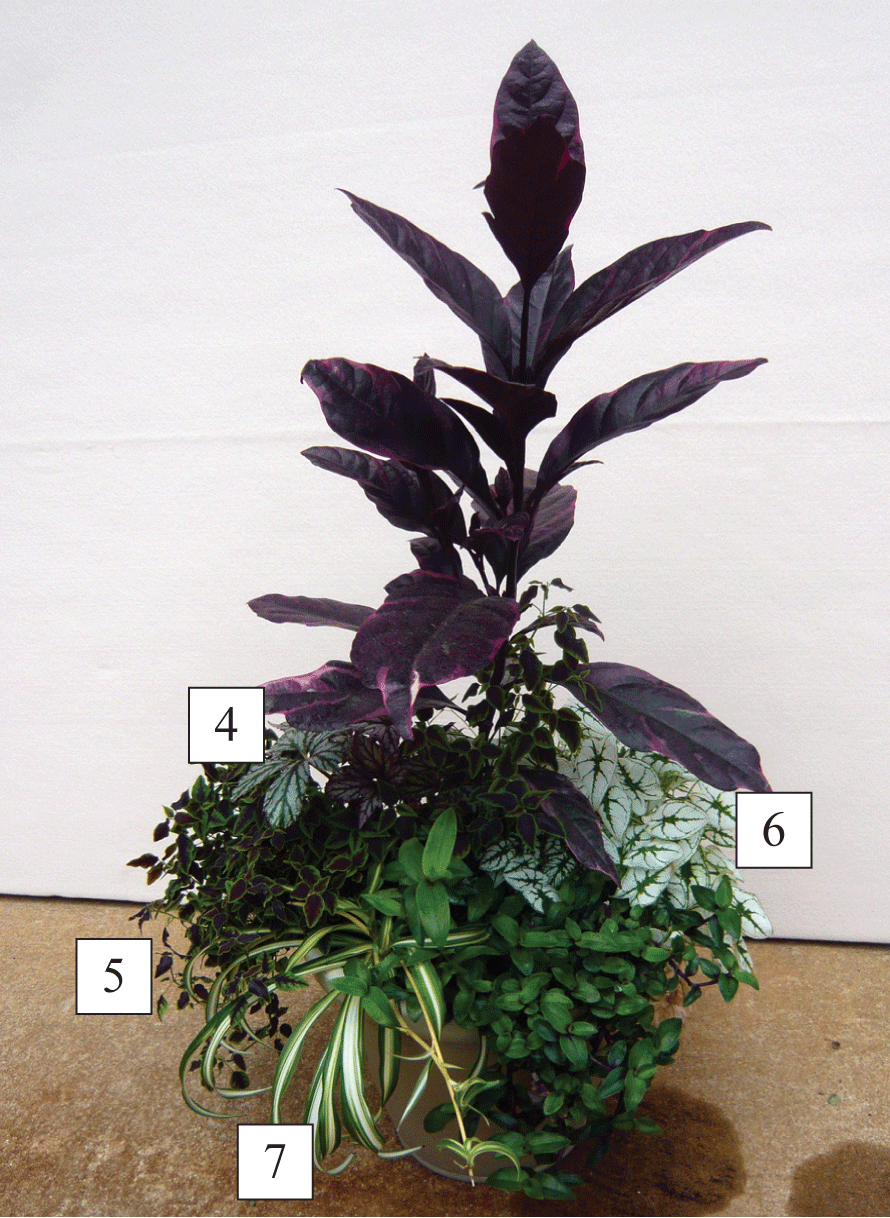 sun/shade container with plants labeled 4-7, corresponding to Begonia ‘Benitochiba’, Euphorbia ‘Flameleaf’, Caladium ‘Mini White’, and Spider plant