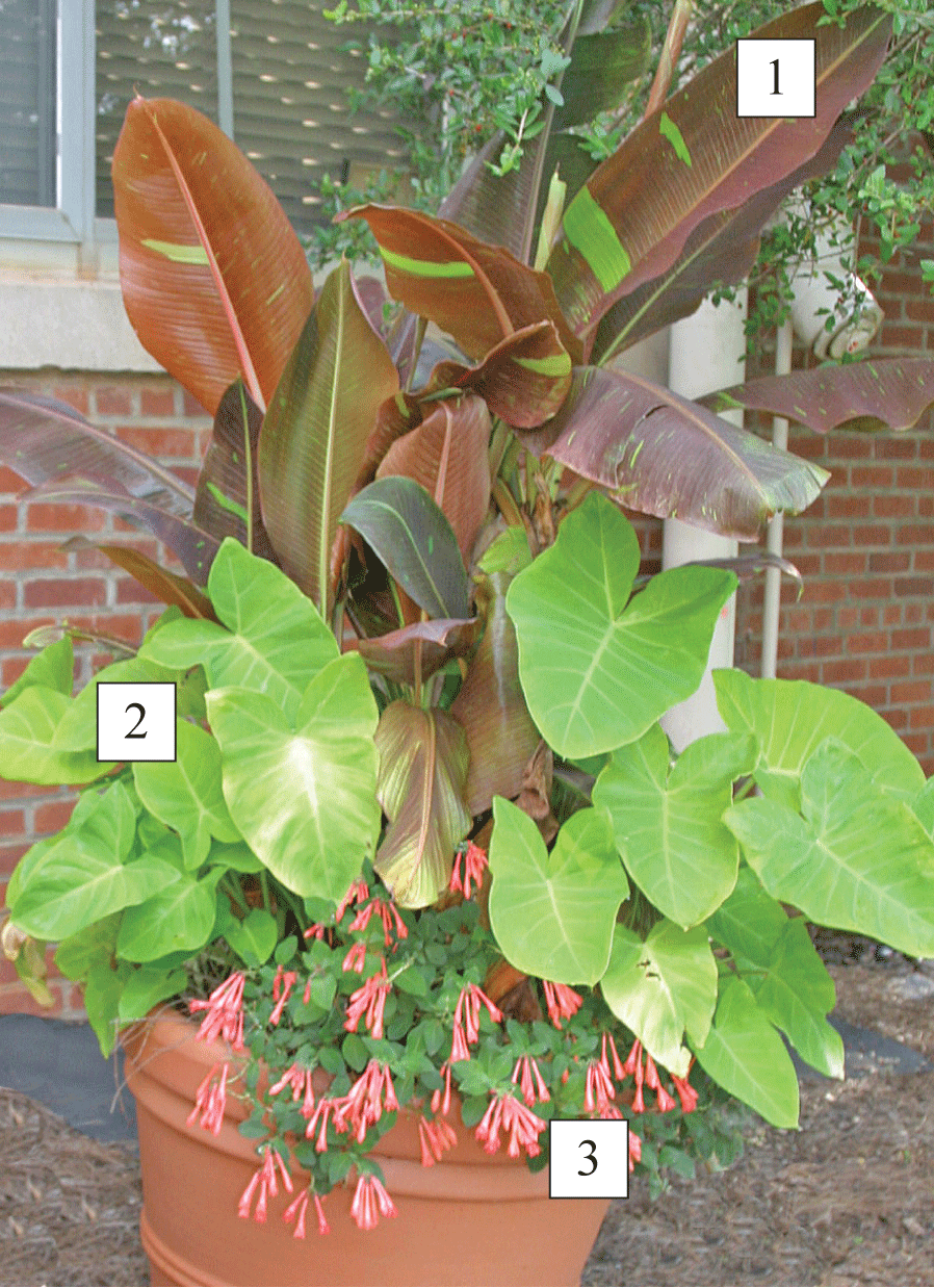 sun container with plants labeled 1-3, corresponding to ornamental banana, elephant ear, and coral fuschia