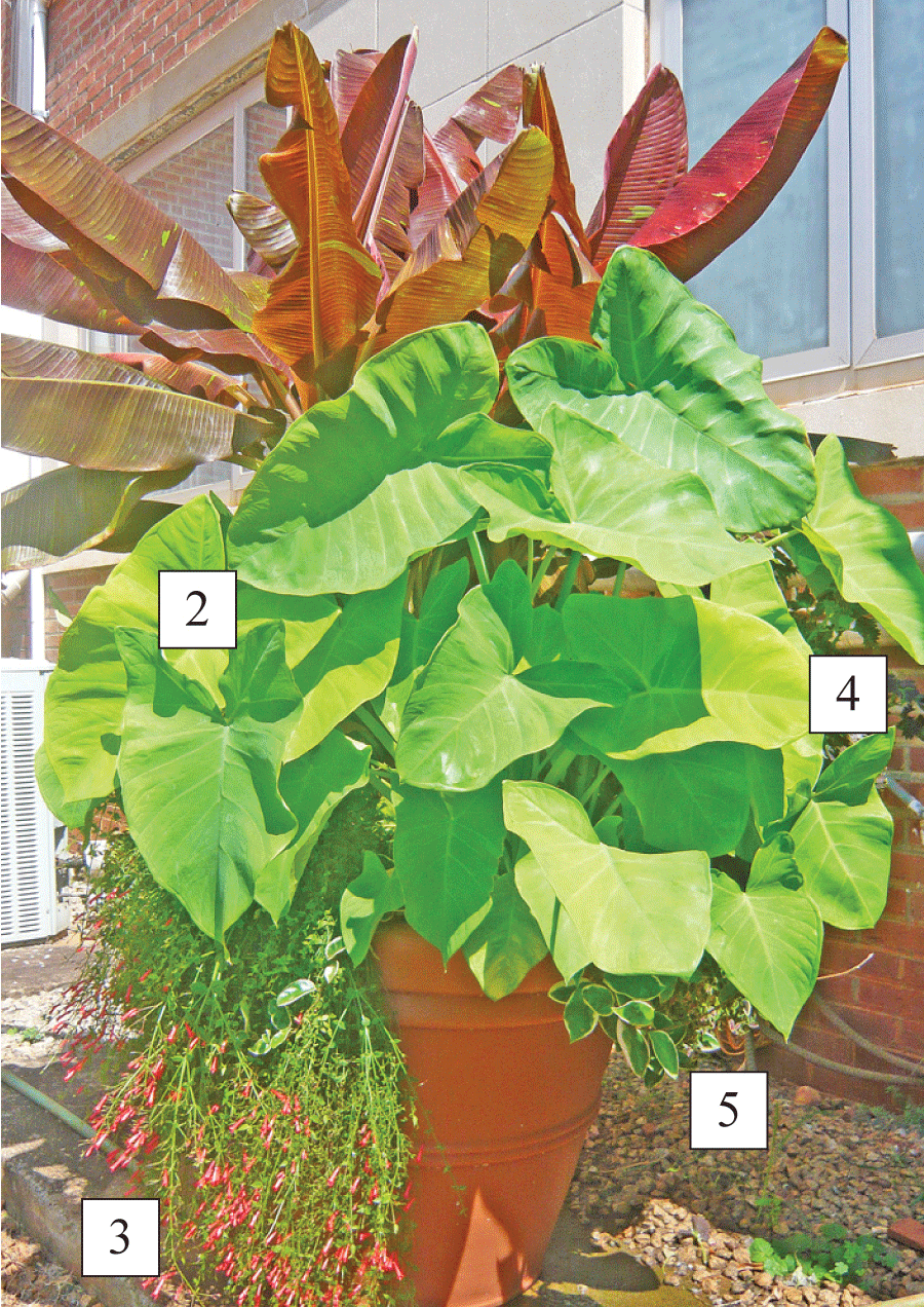 sun container with plants labeled 2-5, corresponding to Xanthosoma ‘Lime Zinger’ Elephant ear, Rusella ‘Peter’s Carpet’, Coleus ‘Twirl-a-Whirl’, and Variegated wax plant