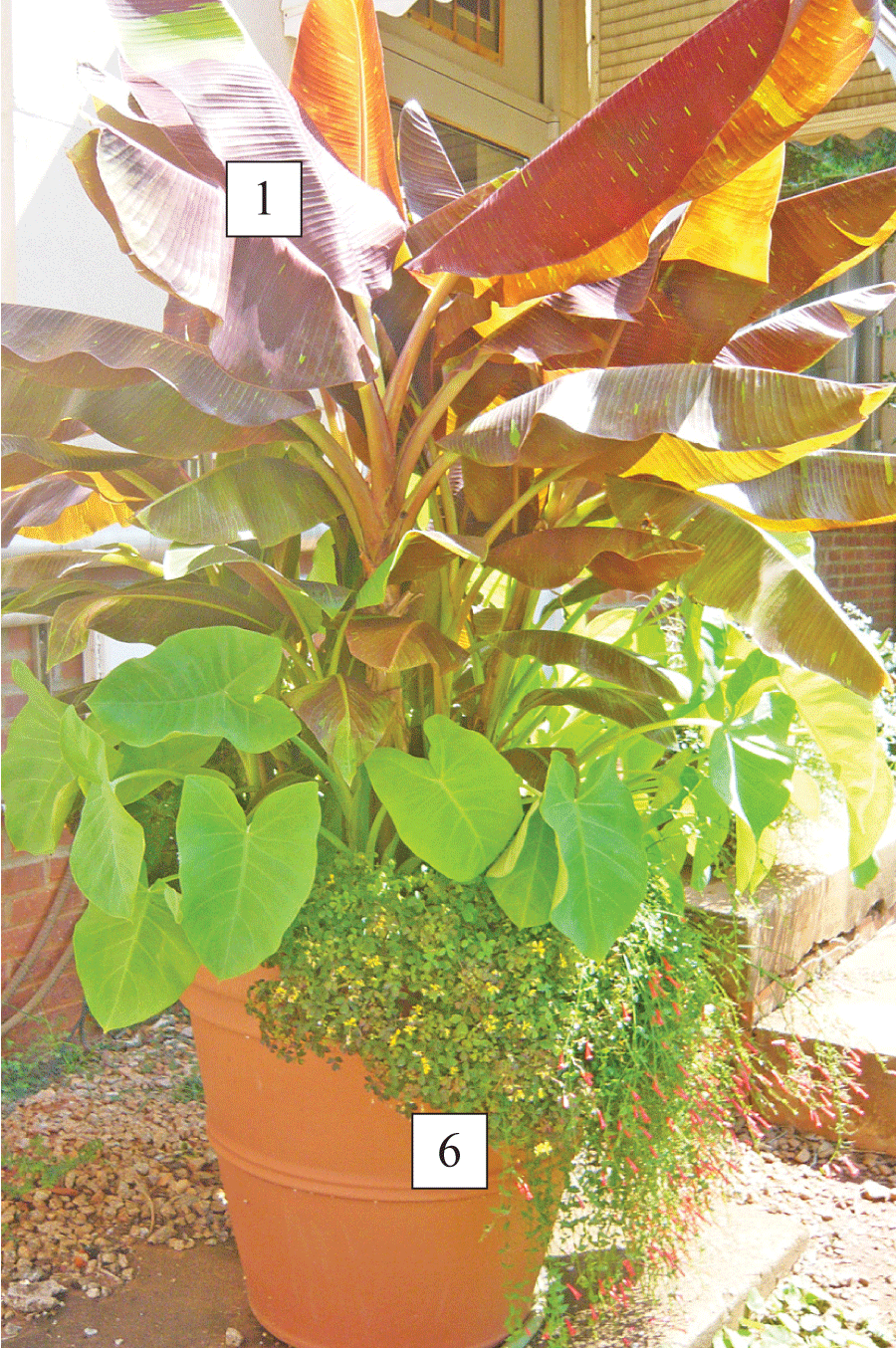 sun container with plants labeled 1 and 6, corresponding to ornamental banana and South American oxalis
