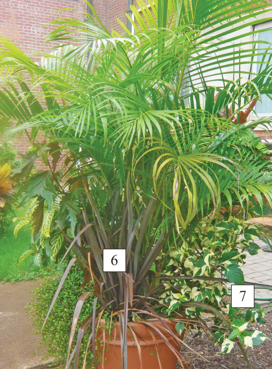 sun container with plants labeled 6 and 7, corresponding to Phormium and Alternantera ‘Crème de Menthe’