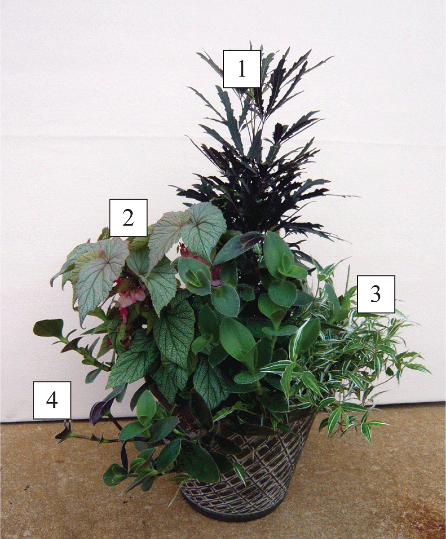 sun/part shade container with different plants labeled 1-4, corresponding to false aralia, silver leaf begonia, tradescantia variegated small leaf, and trailing tradescantia