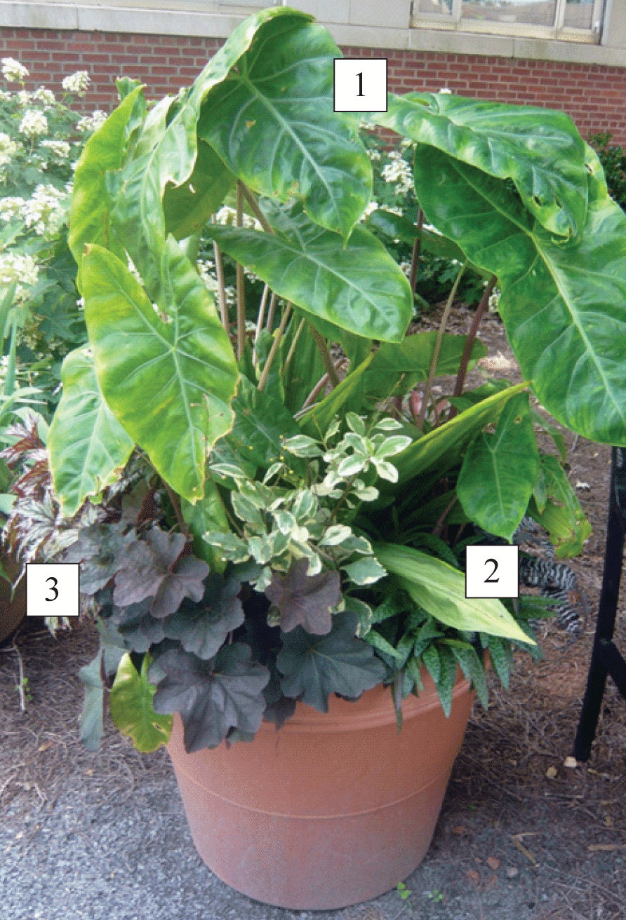 shade container with plants labeled 1-3, corresponding to Alocasia ‘Aurora’, Nun’s orchid, and Begonia ‘Benitochiba’