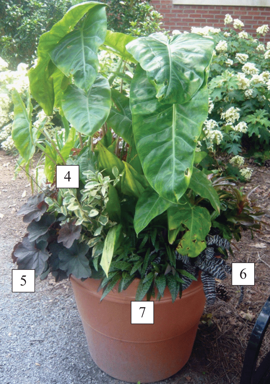 shade container with plants labeled 4-7, corresponding to Variegated Jewels of Opal, Heuchera ‘Flameleaf’, Leopard plant, and Cryptanthus ‘Black Mystic’