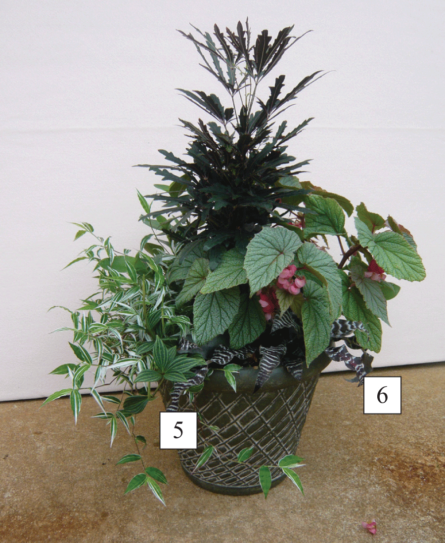sun/shade container with plants labeled 5 and 6, corresponding to Puteolata peperomia and Black Mystic.