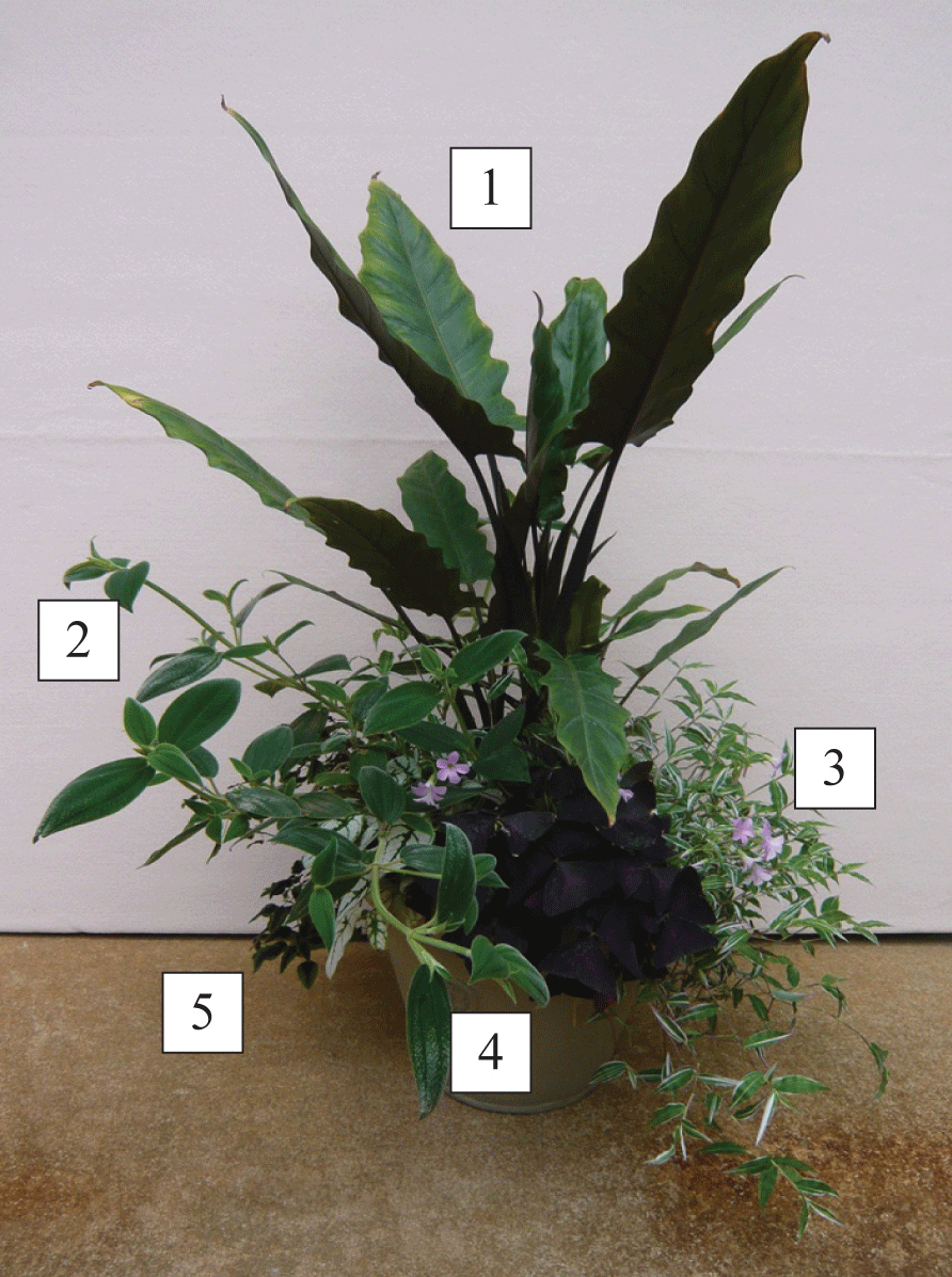sun/shade container with numbers 1-5 labeled, corresponding to Elephant ear, Brazilian spider flower, Variegated small leaf tradescantia, Purple shamrock, and Caladium ‘Mini White’