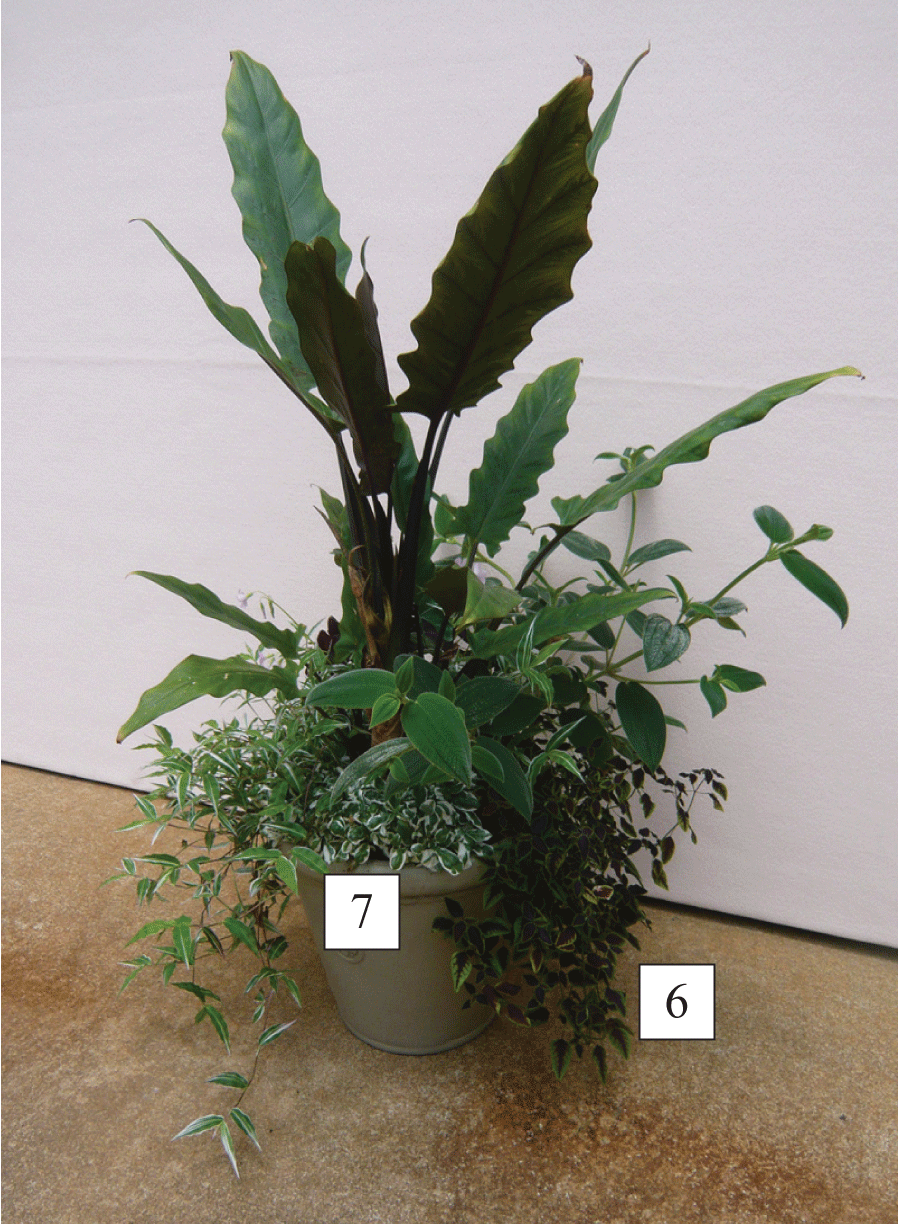 sun/shade container with plants labeled 6 and 7, corresponding to Flameleaf and Snowball