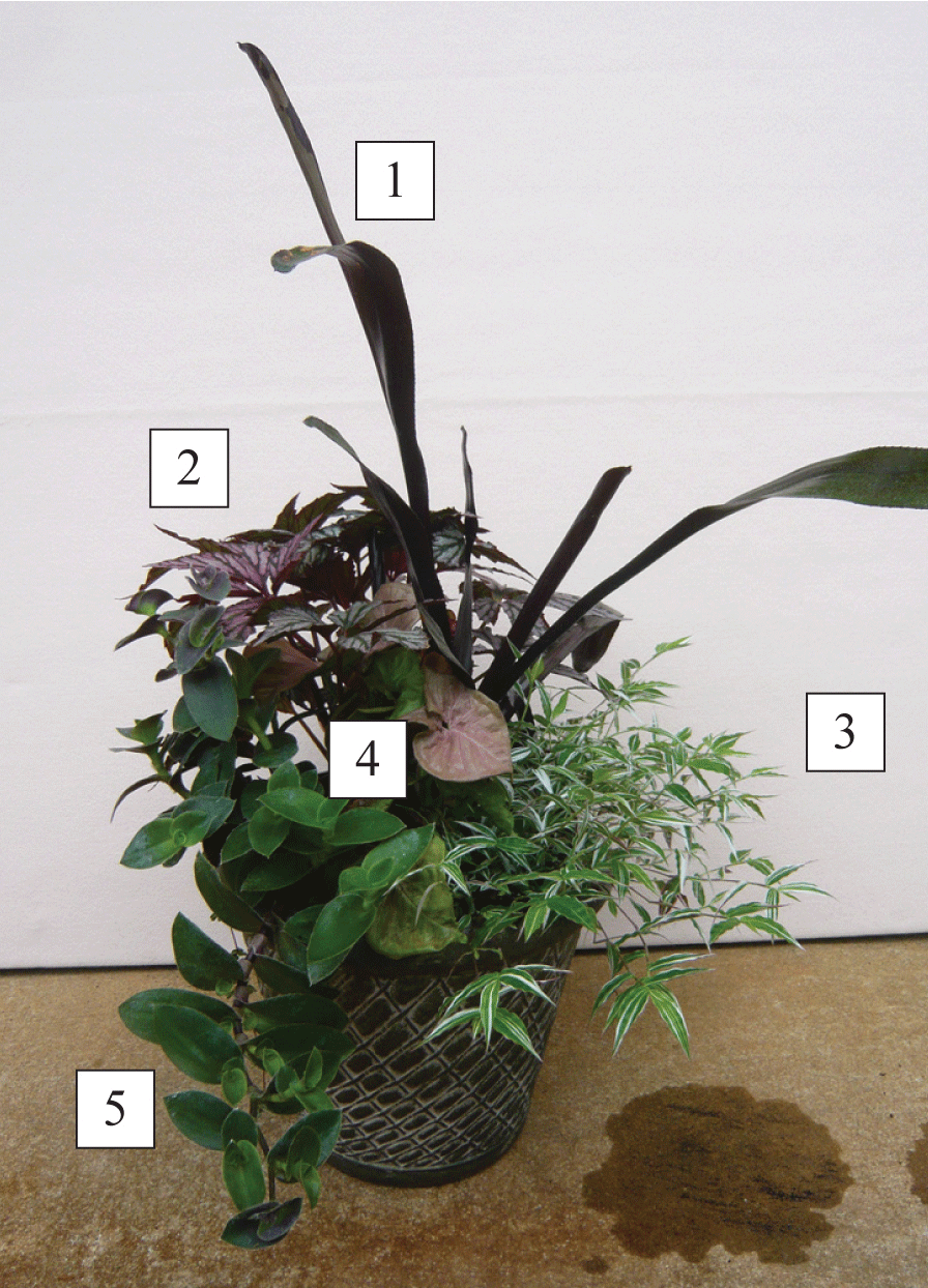 sun/shade container with plants labeled 1-5, corresponding to Purple neoregelia, Begonia ‘Benitochiba’, Variegated small leaf tradescantia, Syngonium ‘Neon’, and Trailing tradescantia