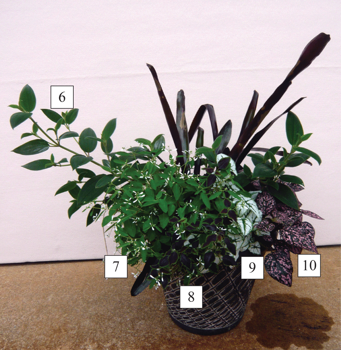 sun/shade container with plants labeled 6-10, corresponding to Brazilian spider flower, Euphorbia ‘Diamond Frost’, Euphorbia ‘Flameleaf’, Caladium ‘Mini White’, and Polka-dot plant