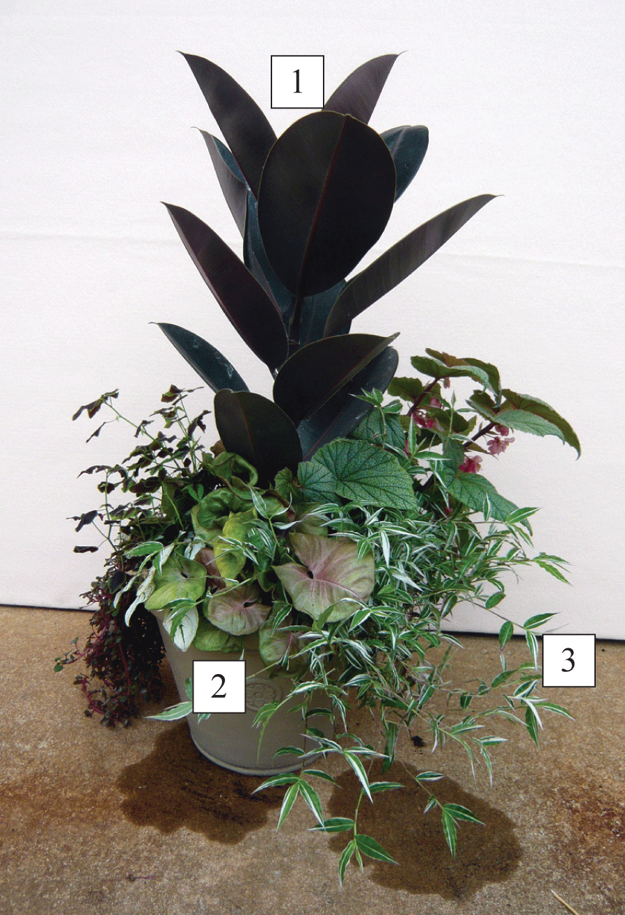 sun/shade container with plants labeled 1-3, corresponding to Rubber plant, Syngonium ‘Neon’, and Variegated small leaf tradescantia