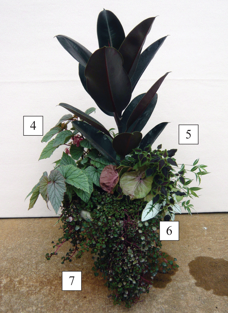 sun/shade container with plants labeled 4-7, corresponding to Silver leaf begonia, Euphorbia ‘Flameleaf’, Caladium ‘Mini White’, and Creeping impatiens