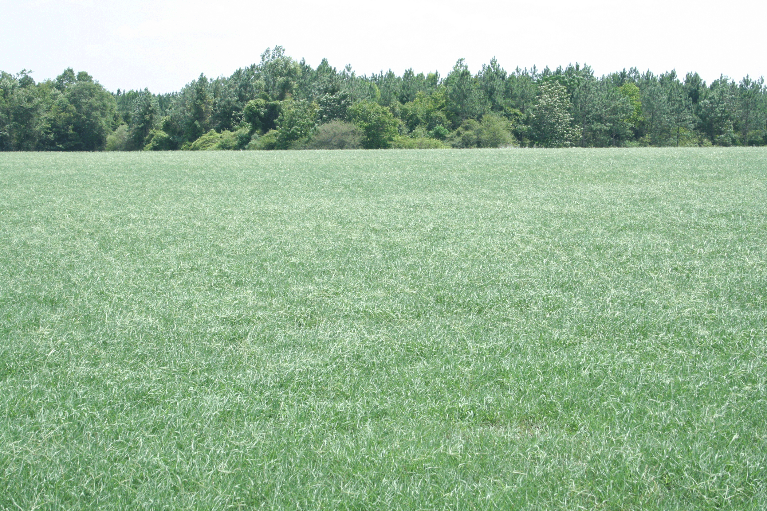 Planting Summer Grass  N.C. Cooperative Extension