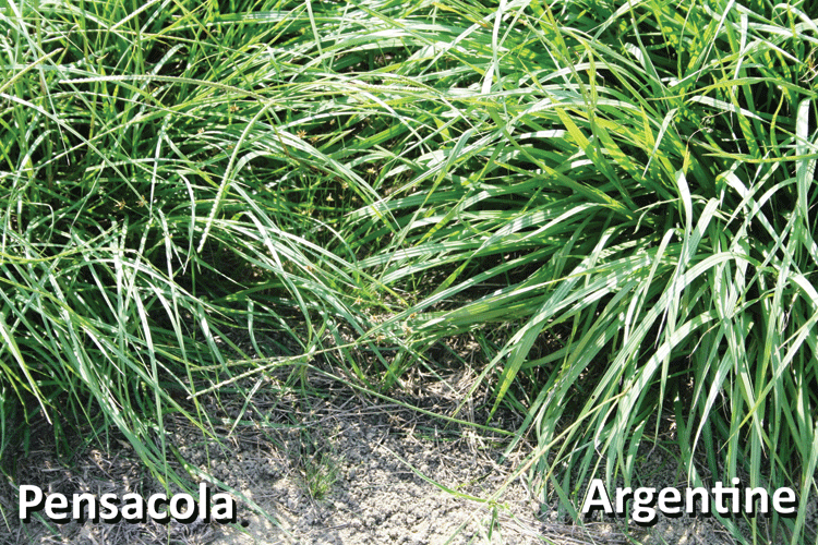 Pensacola bahiagrass (L) has much narrower leaf blades than Argentine (R)