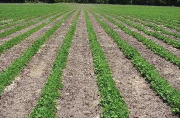 Peanuts sod-seeded in a field