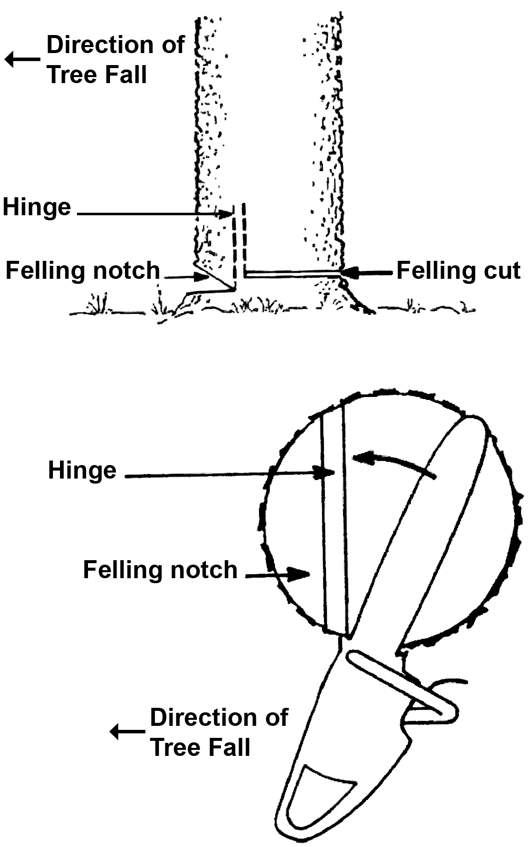 Diagram of cuts to fell a tree. Cut felling notch on the side the tree will fall. The felling cut is on the opposite side of the trunk to the felling notch and goes the rest of the way through the tree.